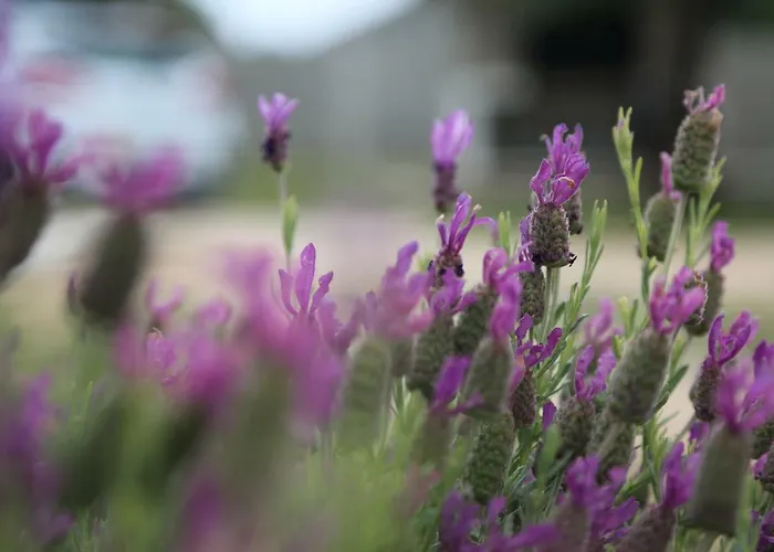 Дом отдыха Idassa